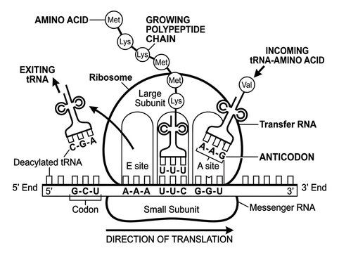 Ribosome translating messenger rna into polypeptide chain isolated on white background