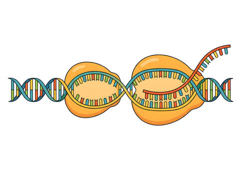 Scientific illustration of dna replication with nucleosomes isolated on white background
