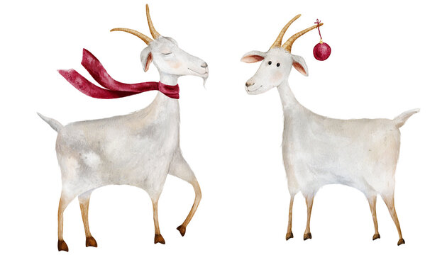Watercolor goat illustration with red scarf. Christmas goat with dark pink New Year's ball. Trendy aesthetic symbol of New Year 2027. Hand drawn farm animal isolated on white background.