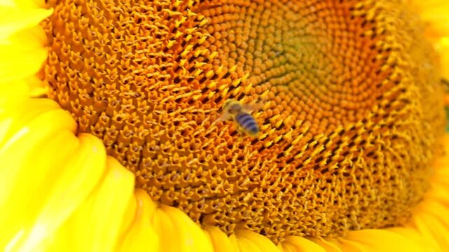 Macro footage of a honey bee collecting nectar on the vibrant center of a blooming sunflower. Detailed shot showcases the natural spiral structure of florets, pollination process, and soft summer sunl