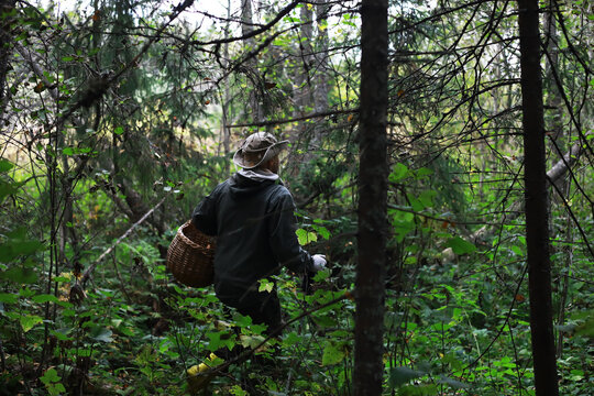 Foraging in Dense Forest: Solitary Explorer with Woven Basket Amid Lush Greenery