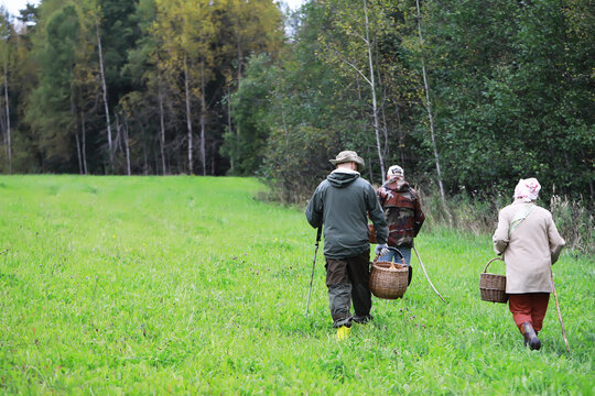 Group Mushroom Foraging in Forest: Nature Adventure in Autumn Wilderness