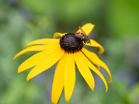 Bio Diversity - Tachina fera - Tachinid Fly on Black Eyed Susan Flower