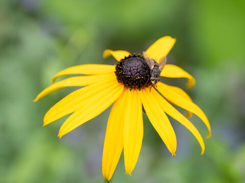 Bio Diversity - Tachina fera - Tachinid Fly on Black Eyed Susan Flower