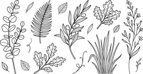 Botanical leaf and branch line art set featuring hand drawn olive oak eucalyptus fern grass foliage nature engraving © S O H A G