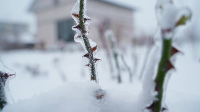 Frozen rose bush stem with thorns covered in snow winter close-up 