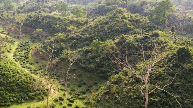 Scenic hilly landscape with tea garden and hill trail at Sylhet, Bangladesh - aerial tilt down view.