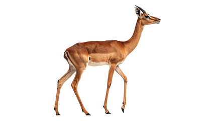 Graceful wild brown deer antelope standing profile isolated on transparent background © 1png-stock
