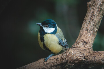 Great Tit Perched on Woodland Branch in Humford Woods, Northumberland © Neil_Benison_Photos