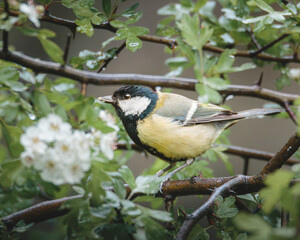 Great Tit Perched on Woodland Branch in Humford Woods, Northumberland © Neil_Benison_Photos