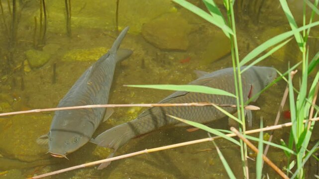 Close-up of a silver carp resting in shallow freshwater among aquatic plants, with its scales shimmering and reflecting in sunlight and visible barbels in a peaceful natural habitat.