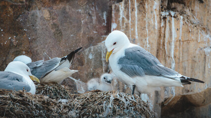 Kittiwakes nesting on coastal cliffs and raising chicks on the Farne Islands, Northumberland in June 2026 © Neil_Benison_Photos