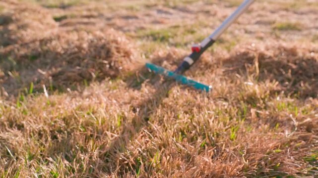 Raking dead grass from lawn with fan rake in spring close-up 