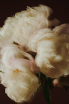 Dreamy Motion Blur View Of Blooming White Peonies Bouquet On Burgundy Background