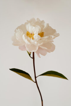 Aesthetic Close Up View Of Single White Peony Flower On Thin Stem