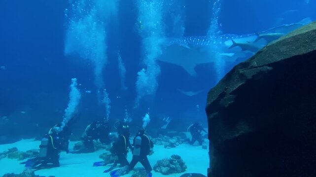 Group of scuba divers swimming near large whale shark and stingrays in clear blue ocean water.