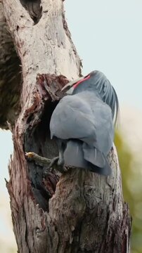 Palm Cockatoo Perched on Tree Trunk Spreading Wings
Black Palm Cockatoo Bird Perched Near Tree Hollow
Rare Black Palm Cockatoo Displaying Wings on Tree Trunk
Exotic Palm Cockatoo Bird in Natural Fores