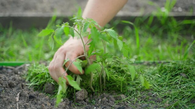 Hand mulching young tomato seedling with cut grass close-up 