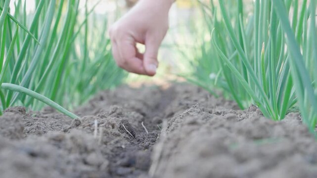 Sowing carrot seeds in garden bed between growing onions close-up 