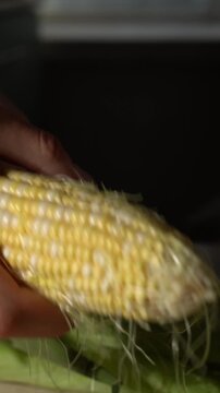 Hands peeling husks from fresh corn on the cob.