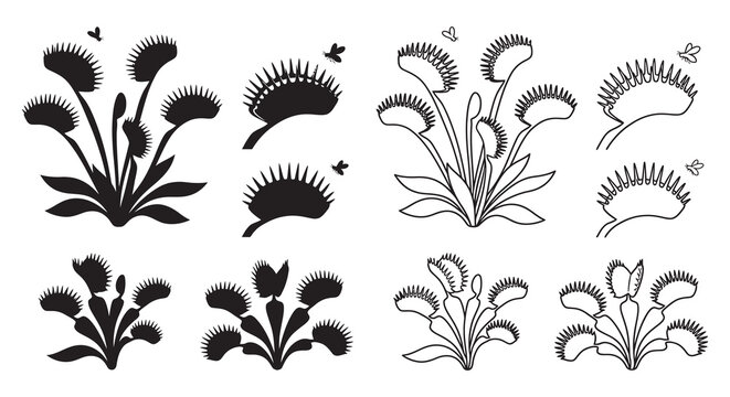 Venus Flytrap Plants With Insects Black Silhouette