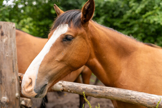 Young brown colt behind wooden fence close up. Cute domestic yearling horse with white blaze mark looking at camera in paddock near green trees for country ranch nature animal concept.