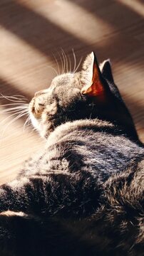 Cute British cat lying on home floor