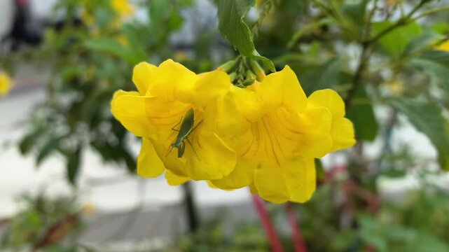 yellow elder in the garden