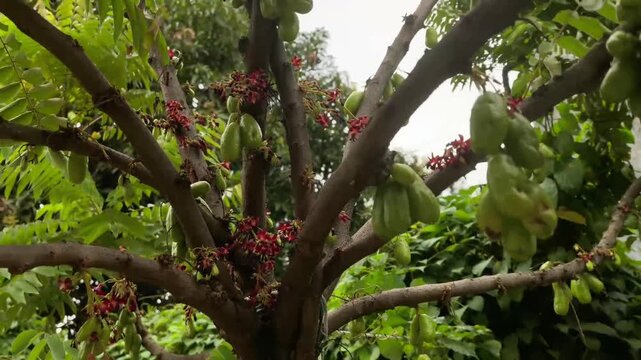 Averrhoa bilimbi tree