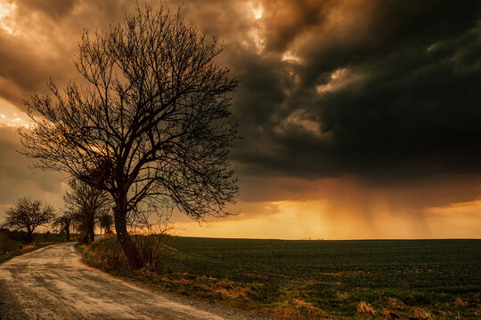 Bare tree along dirt road under dramatic storm sky
