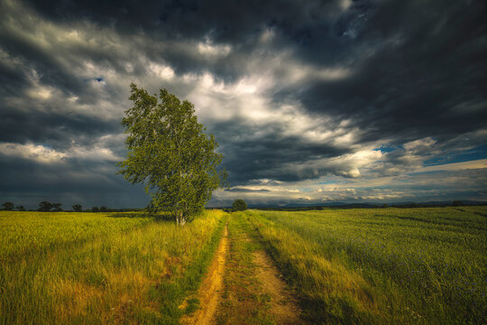 Solitary green tree by a dirt path under dark stormy clouds