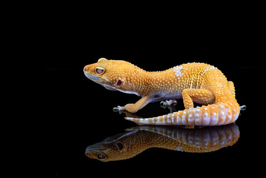 a leopard gecko on a dark background
