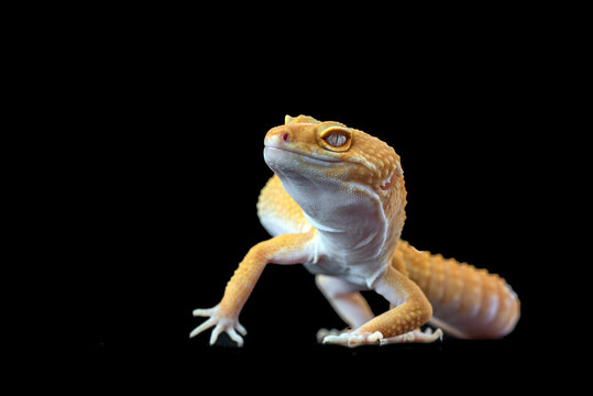 a leopard gecko on a dark background