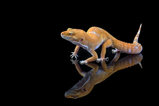 a leopard gecko on a dark background
