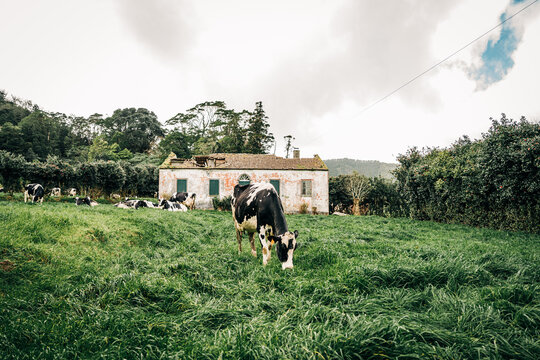 Cow grazing in a lush green field by an old farmhouse