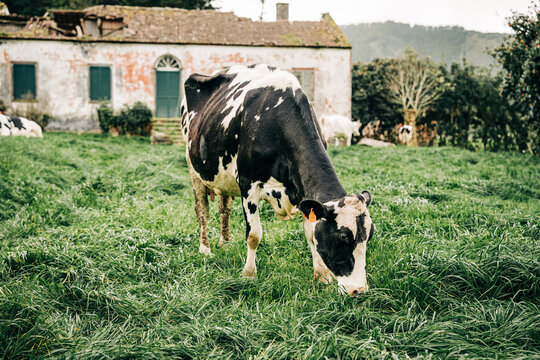 Holstein cow grazing in pasture with old farmhouse