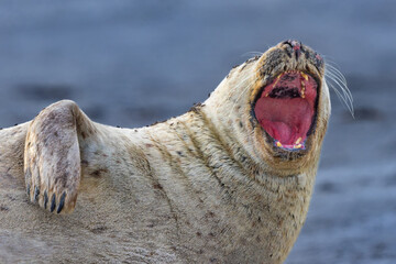 This dramatic close-up side profile captures a grey seal. Its jaws stretched incredibly wide in a deep yawn showcasing a bright pink palate and a striking row of conical, yellowed teet.   © KKern