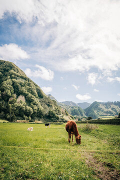 Cows grazing in a lush green Azores pasture