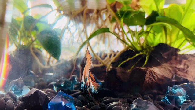 Betta Fish with The Miniature Oasis