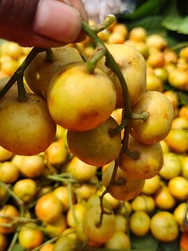 Hand holding a bunch of fresh burmese grape fruits with yellow skins and green stems, showing natural texture and organic farm produce