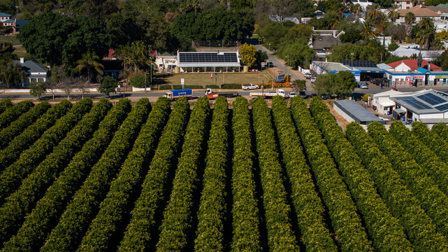 Citrus orchards at Clanwilliam in the Western Cape of South Africa, one of the most prolific citrus and rooibos tea-producing areas of the country.
