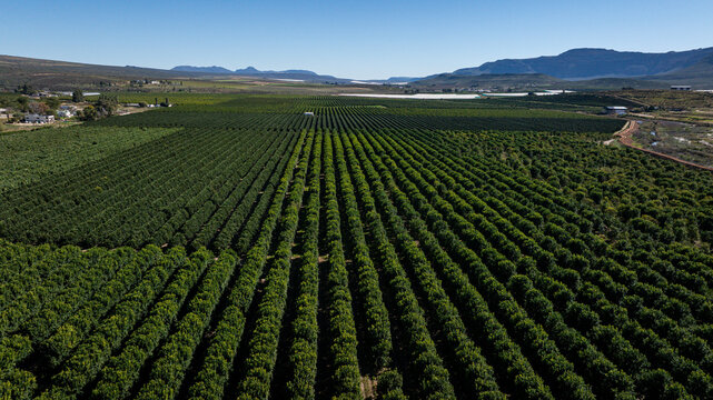 Aerial view of lush citrus orchards near Clanwilliam in the Western Cape, South Africa.
