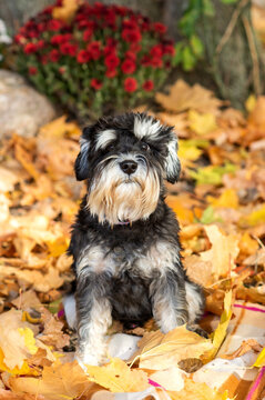Black and grey dog zwergschnauzer sitting on autumn leaves with flowers in the background.