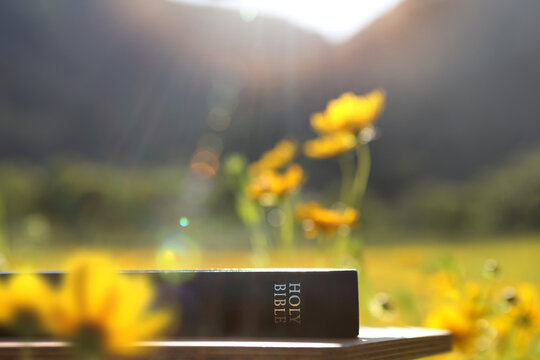 A holy Bible background visible through beautiful flowers bathed in bright light.
