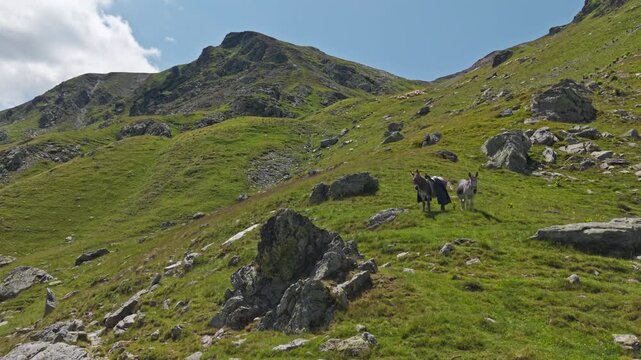Orbiting View of Two Donkeys in Mountains