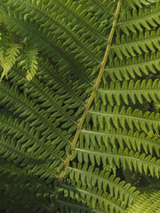 Detailed fern frond texture with green leaves, close-up forest plant background. © Anastassiya 