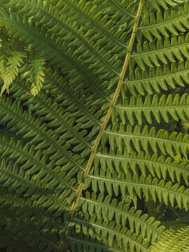 Detailed fern frond texture with green leaves, close-up forest plant background.