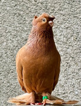 Portrait of a brown fancy pigeon with crest and feather-covered feet sitting against a textured gray wall.