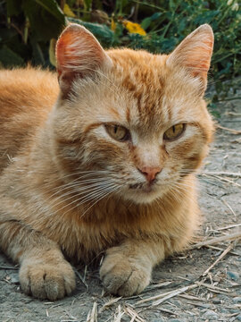 Ginger cat resting on ground outdoors and looking at camera.