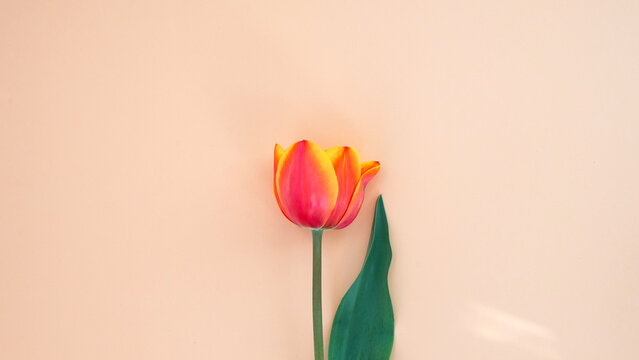 Vibrant orange and pink tulip against a soft beige background